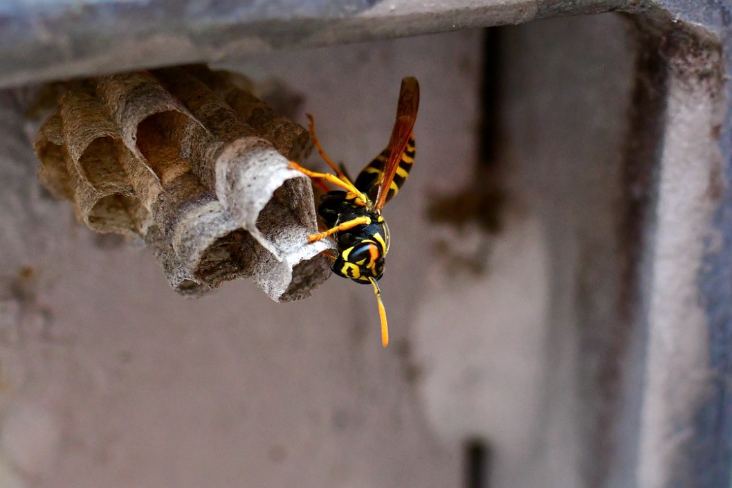 That Yellow and Black