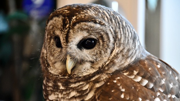 Barred Owl