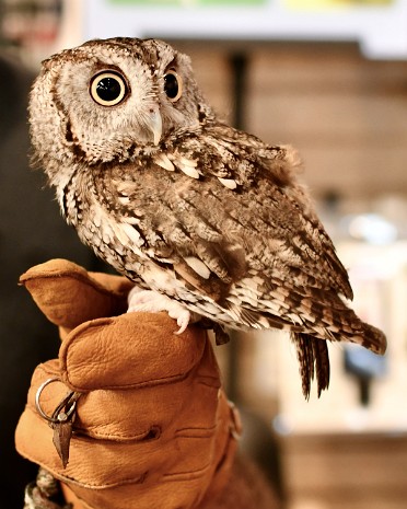 Eastern Screech-Owl