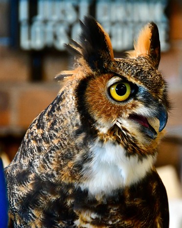 Great Horned Owl