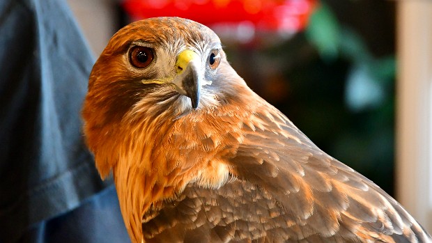 Red-tailed Hawk