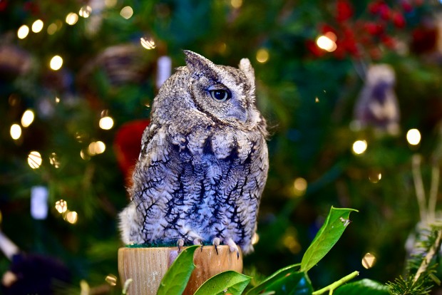 Eastern Screech-Owl