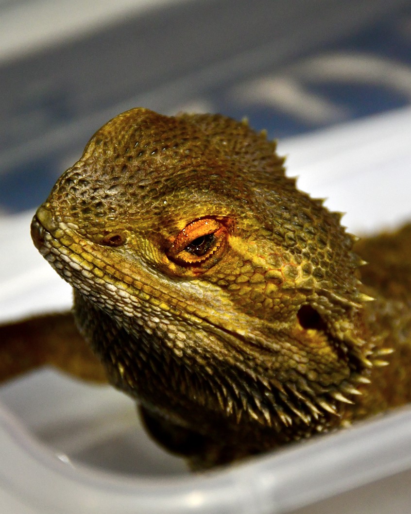 Bearded Dragon Looking Up