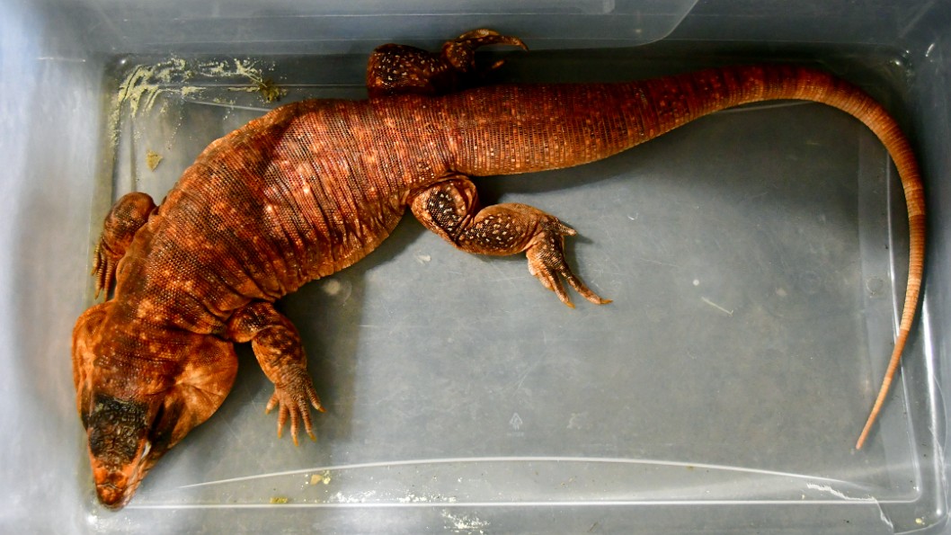 Big Red Tegu