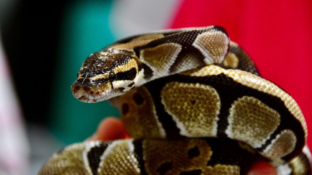 Curious Ball Python