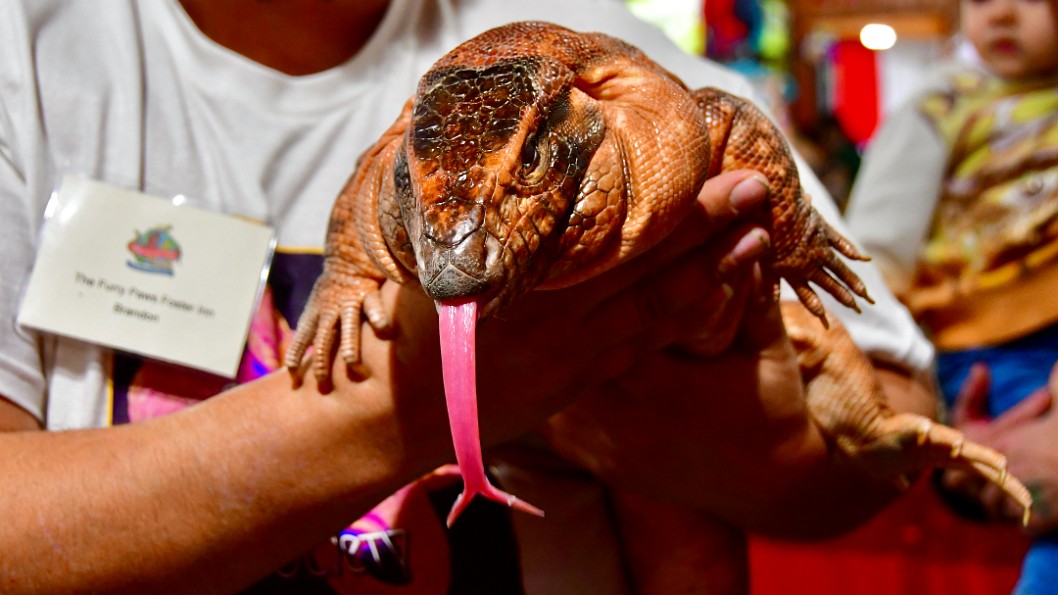 Forked Red Tegu Tongue