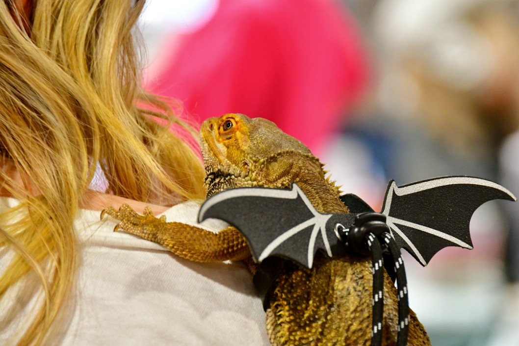 Friendly Shoulder Dragon