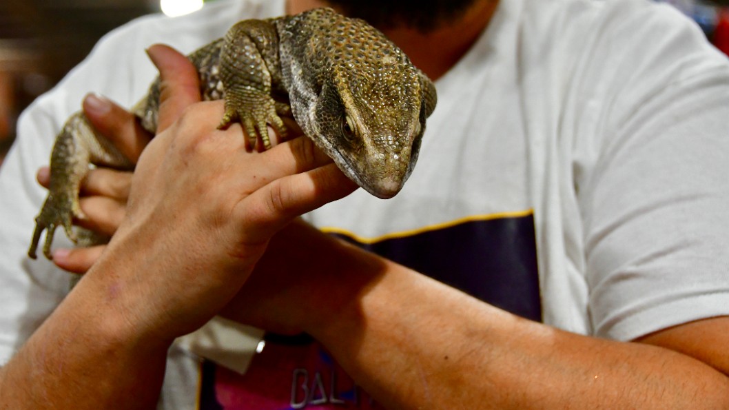 Monitor Lizard Holding On