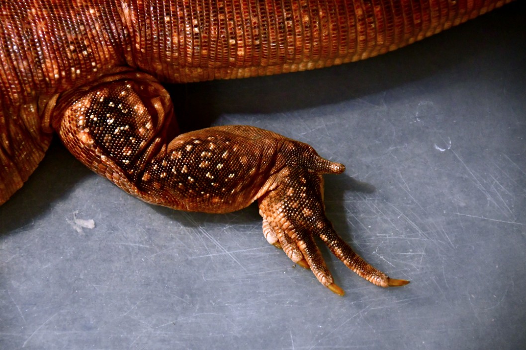 Them Tegu Claws