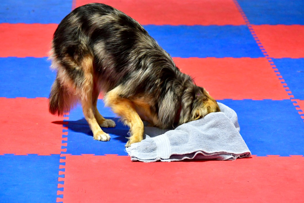 Searching For the Treats in the Rolled Up Towel