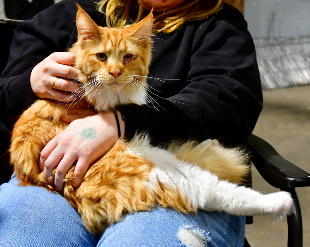 A Very Comfortable Maine Coon