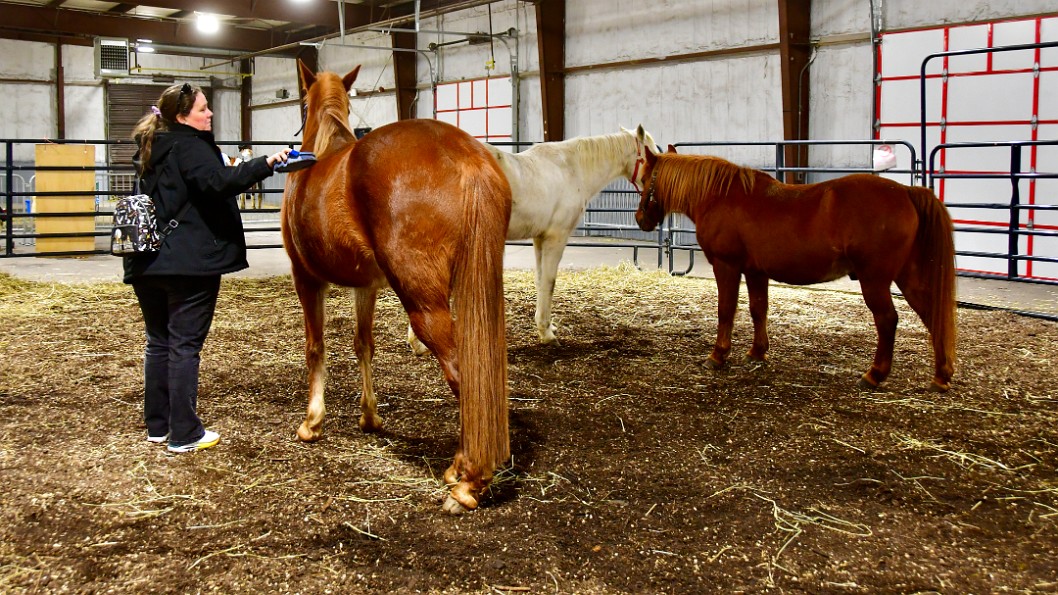 Brushing Horses