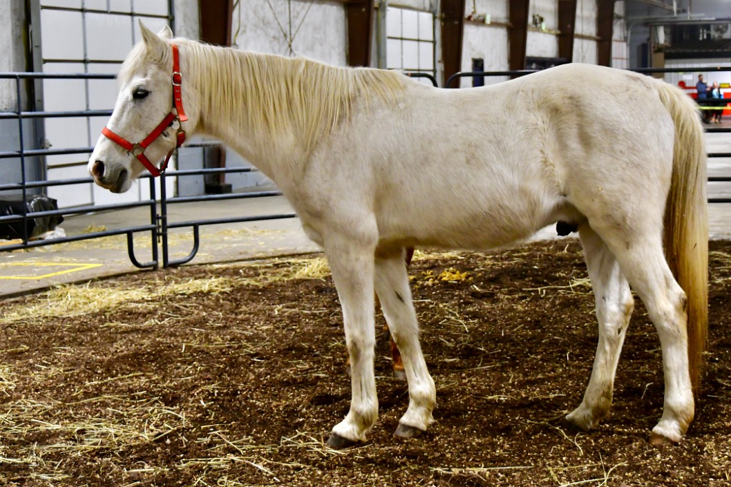 Side View of the White Horse