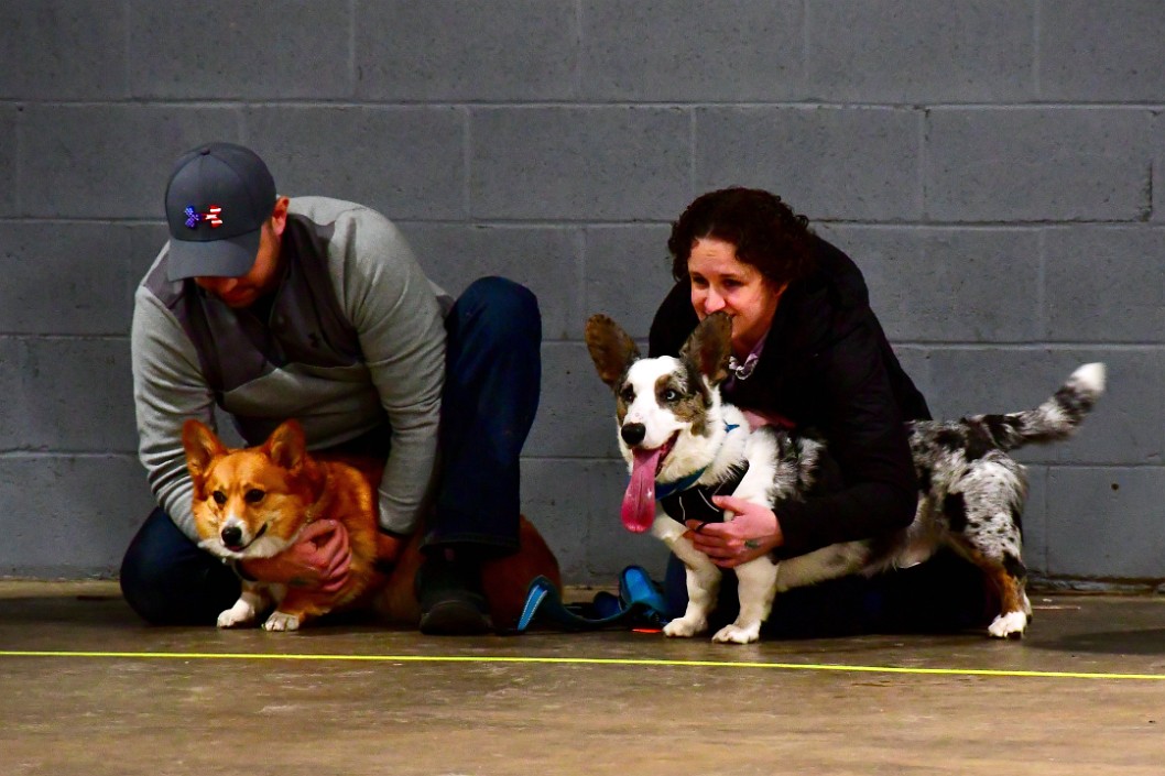 Corgi Mix