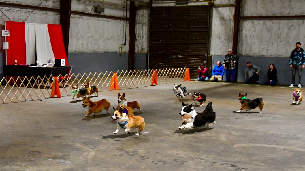 Corgis on the Run 2