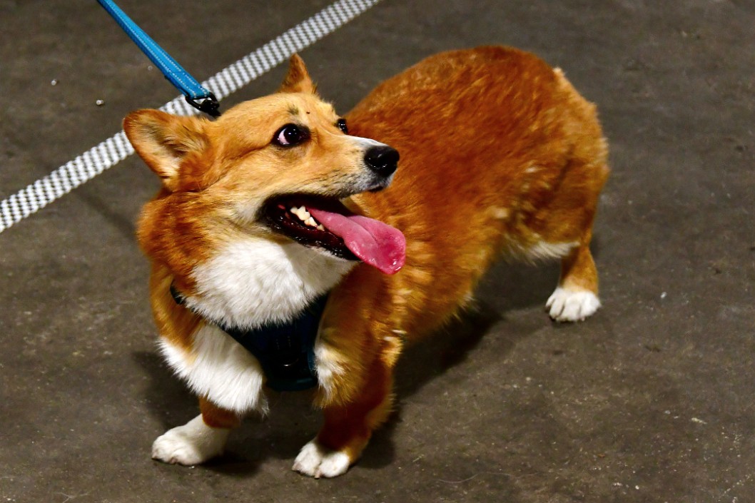 Post Race Corgi