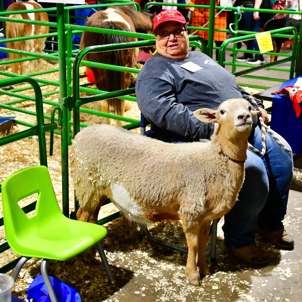 A Curious Sheep