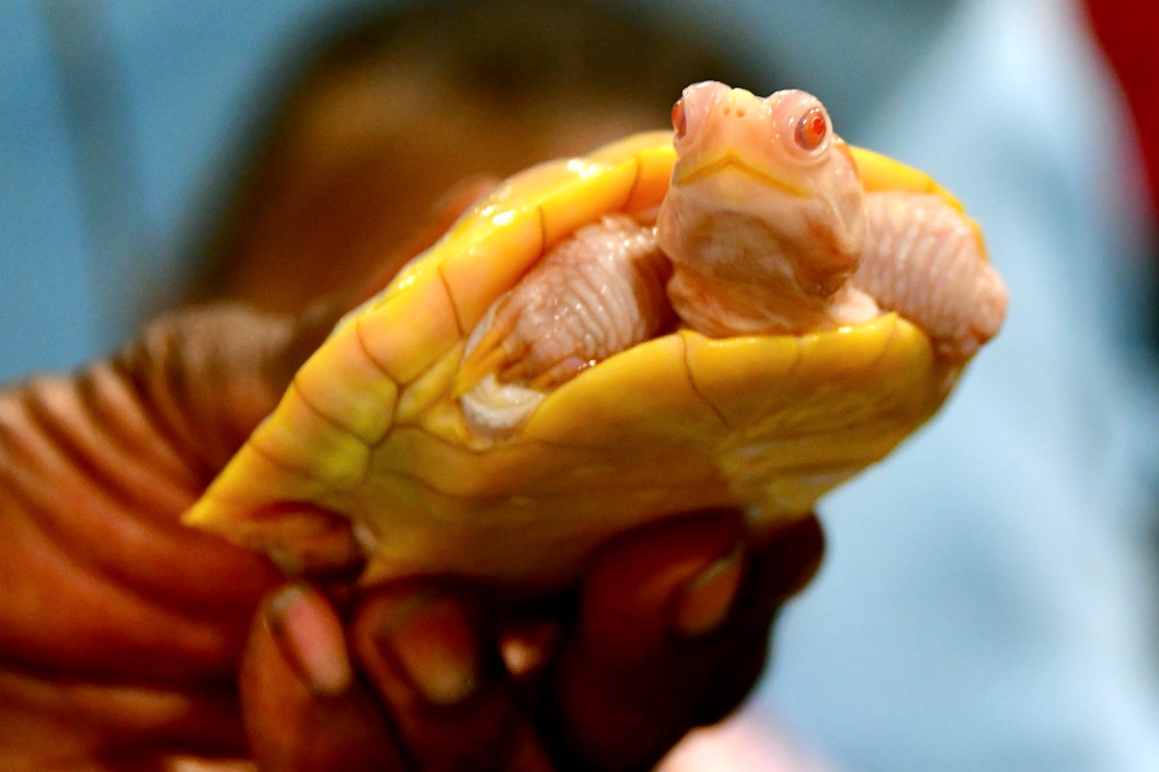 Albino Red-Eared Slider