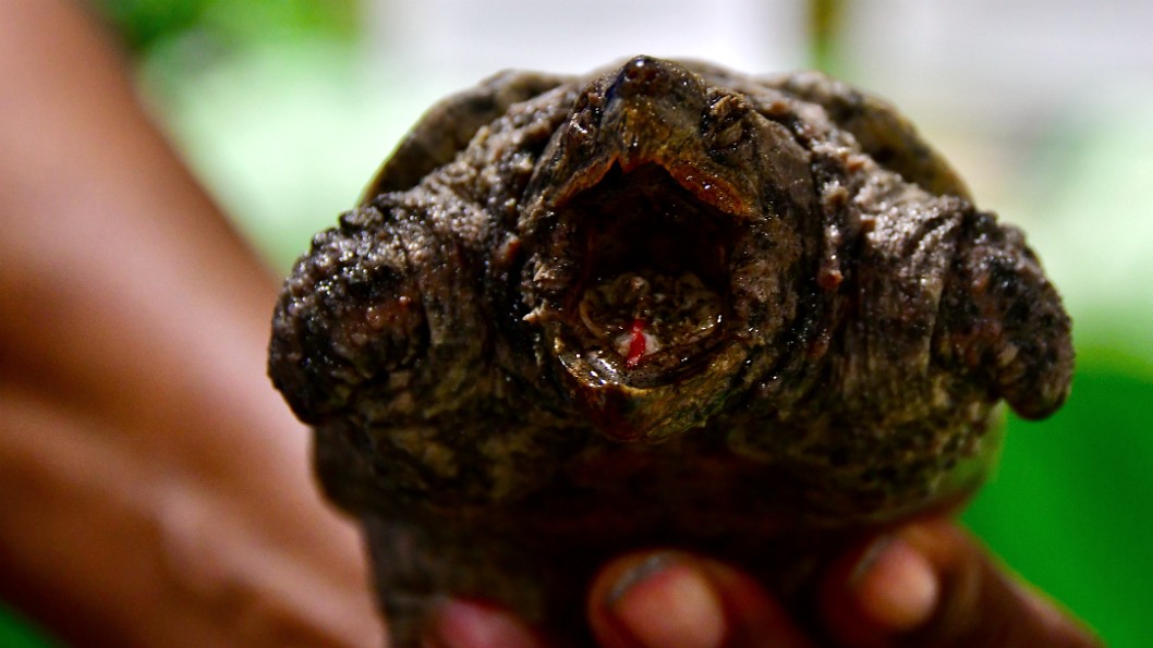 Natural Lure in a Snapping Turtles Mouth