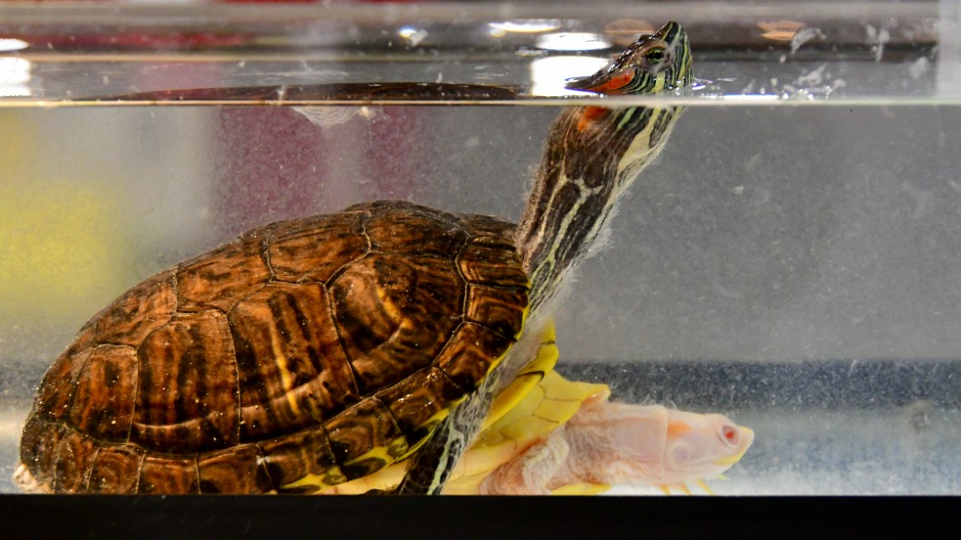 Red-Eared Sliders Atop on Another