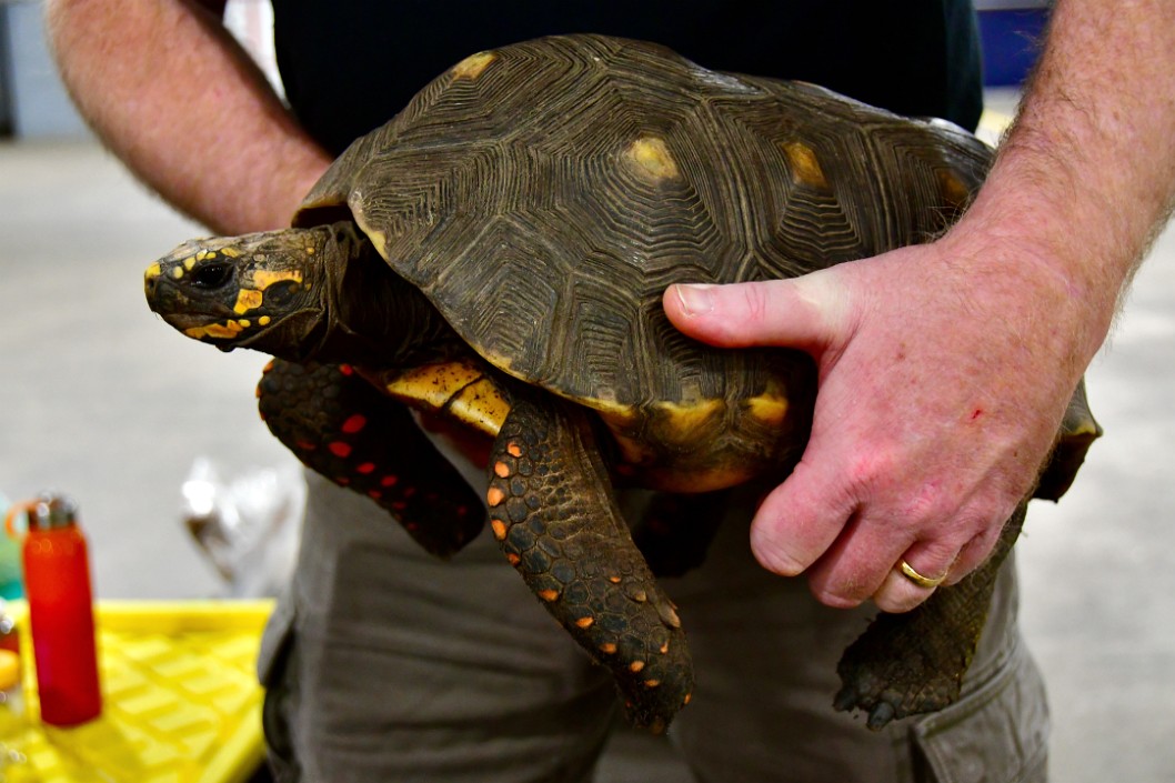 Sizable Tortoise