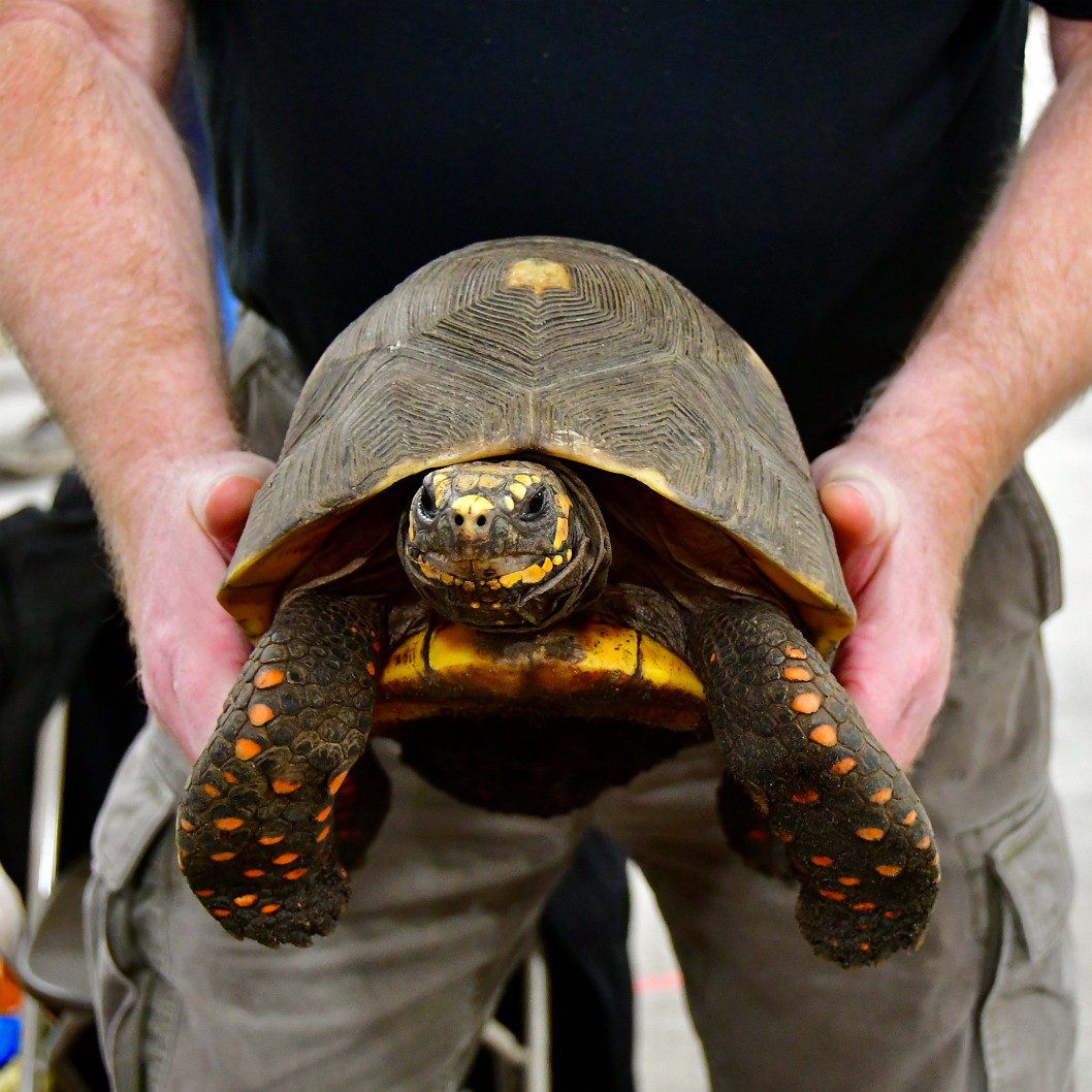 South American Red-Footed Tortoise