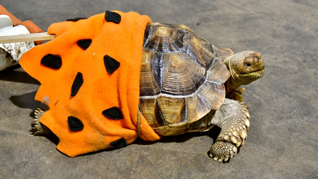 Sulcata Tortoise Profile