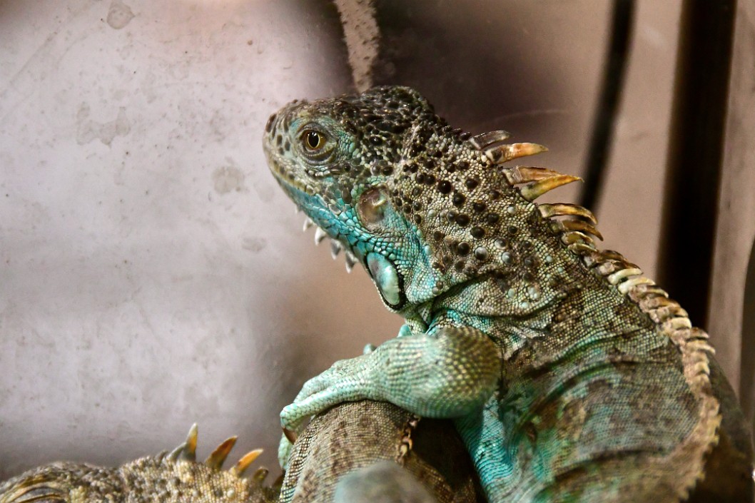 Blue Iguana Resting