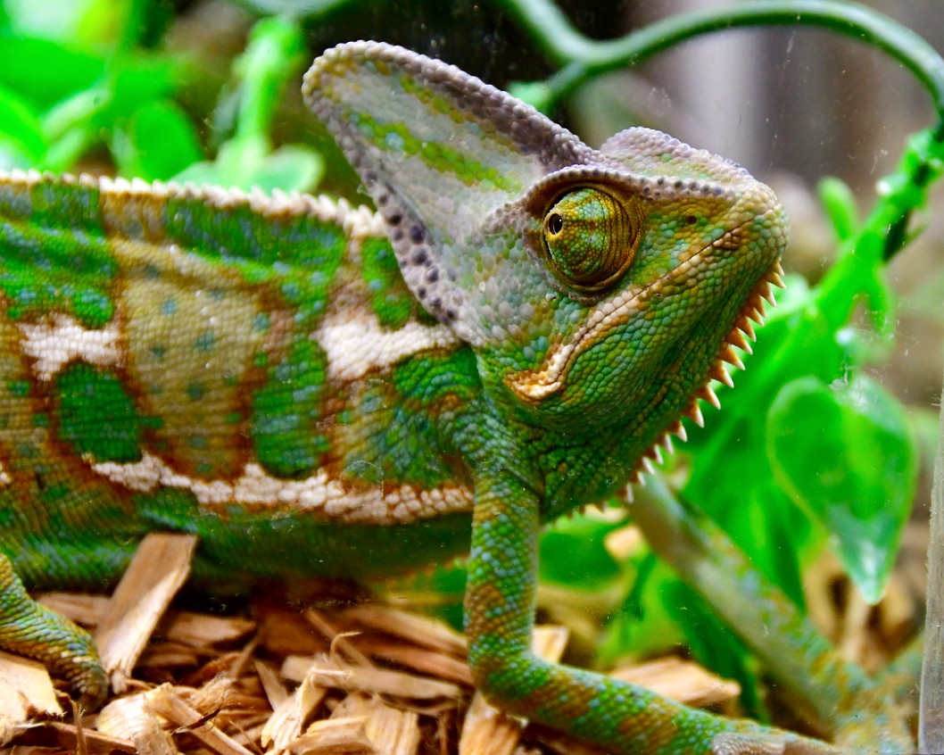 Chameleon Look Back