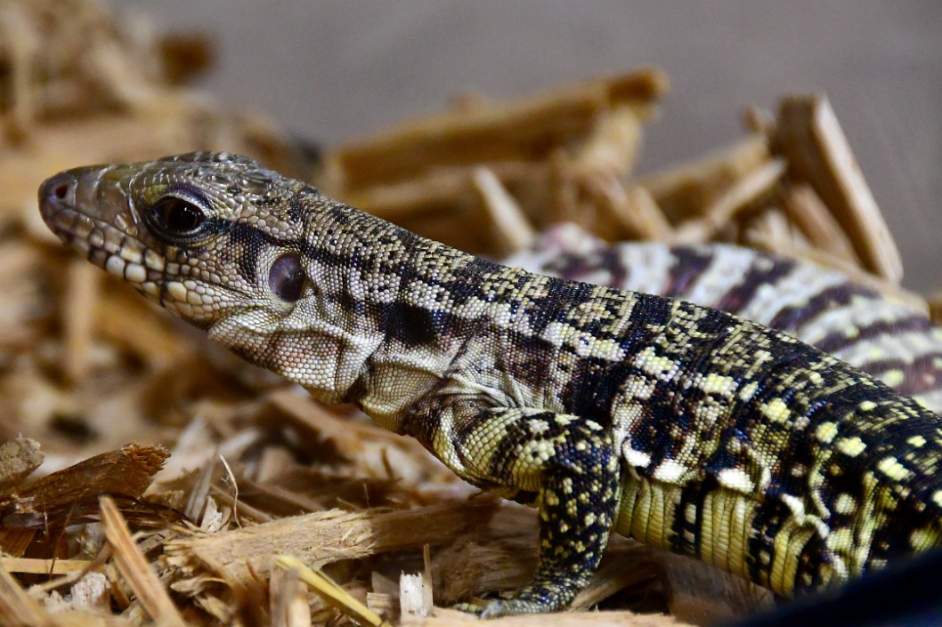 Purple Het Albino Tegu Chilling