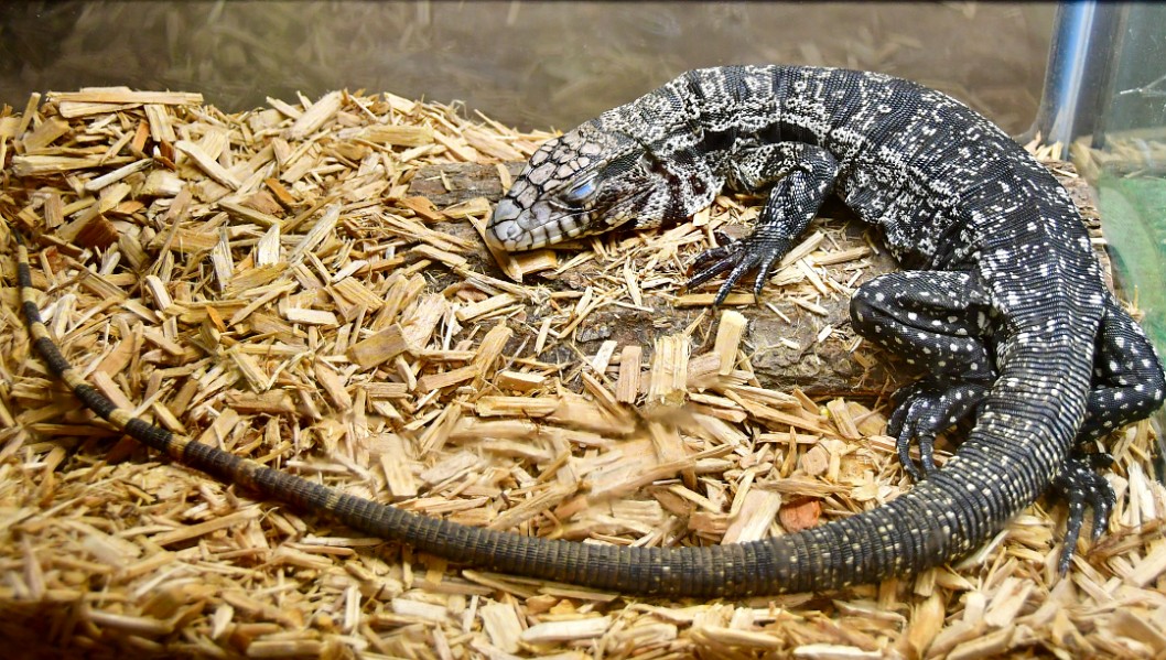 Sleeping Black and White Tegu