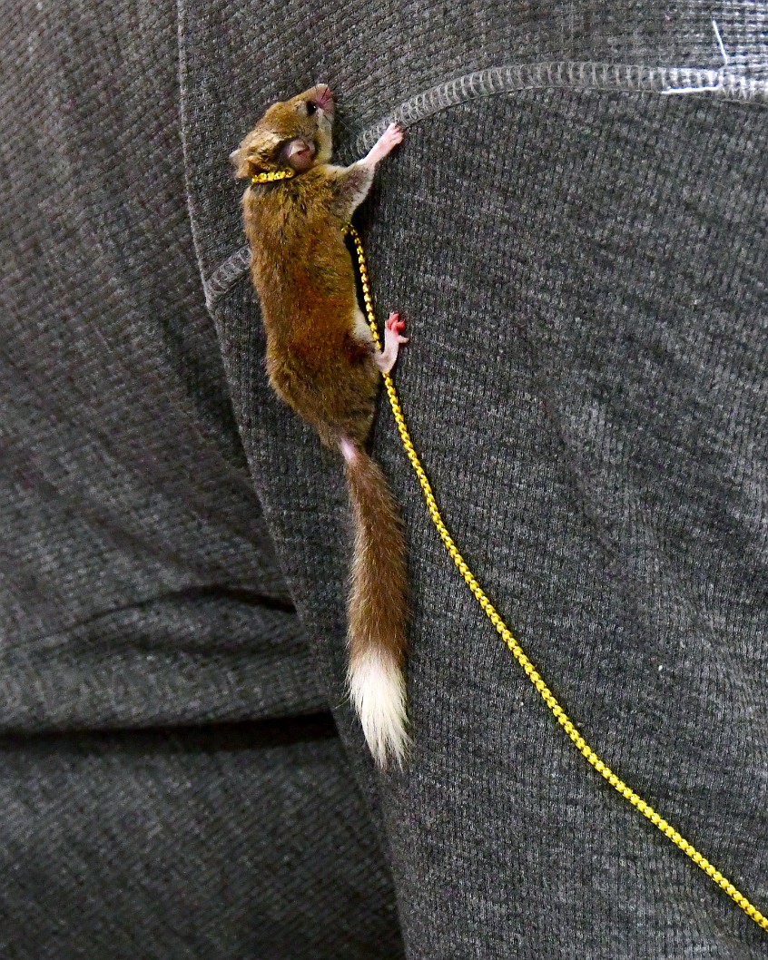 Sugar Glider Hanging on Tightly