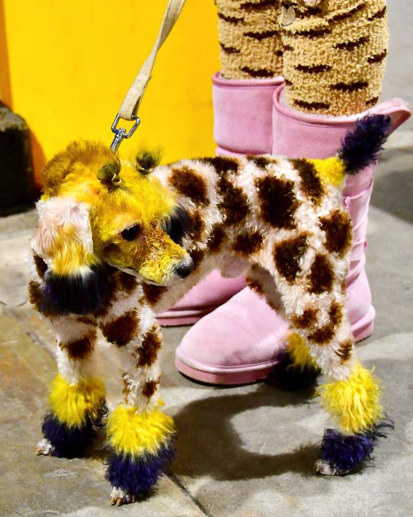 Lika a Little Giraffe 2