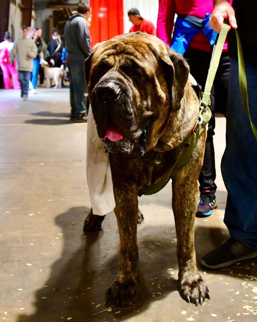 Rather Large Mastiff 1