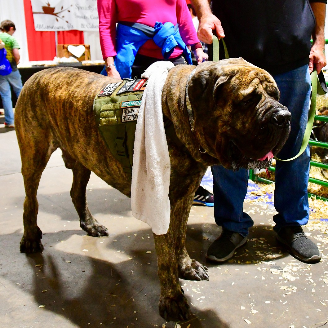 Rather Large Mastiff 2