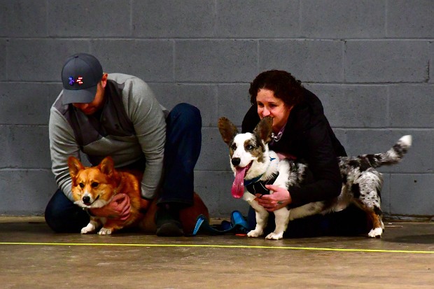 Corgi Race