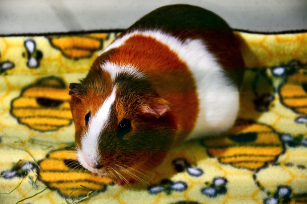 Metropolitan Guinea Pig Rescue