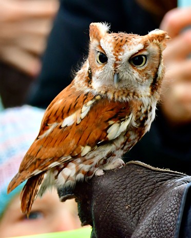 Eastern Screech-Owl 2