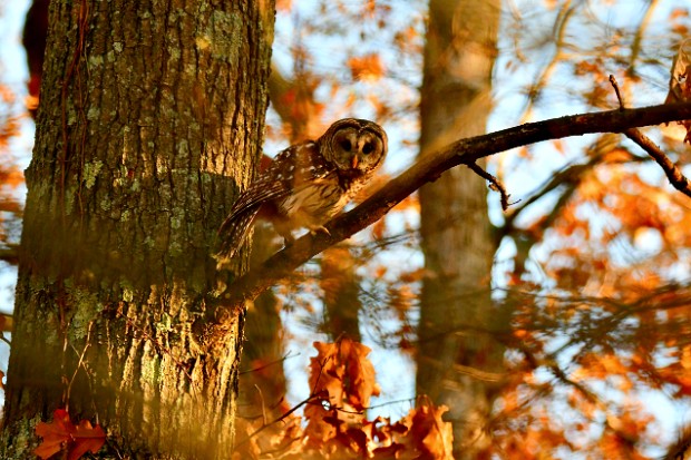 Barred Owl