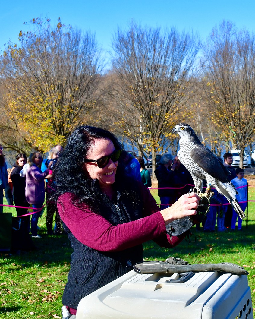 Getting the Goshawk Ready