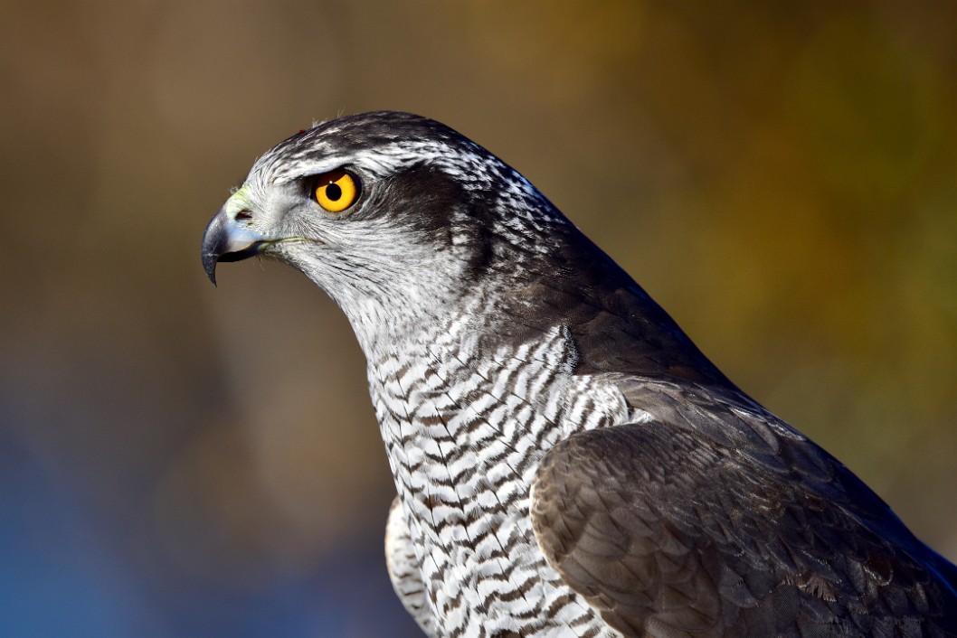 Sharp Beak