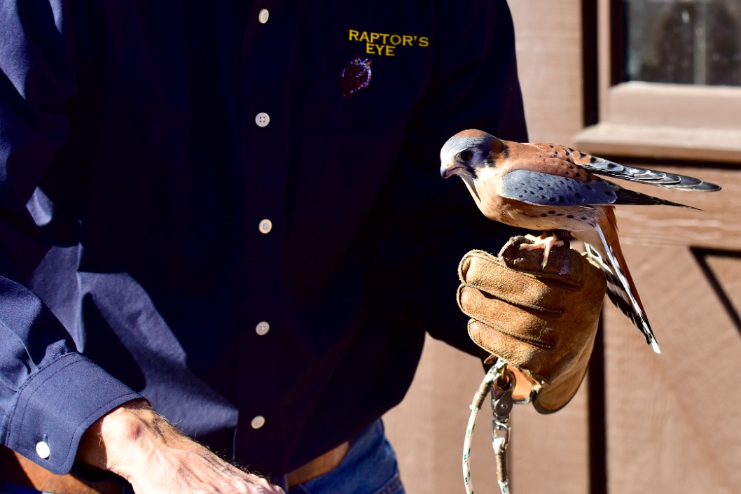 Little American Kestrel Balancing