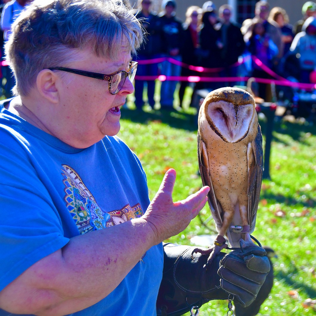 Discussing the Barn Owl