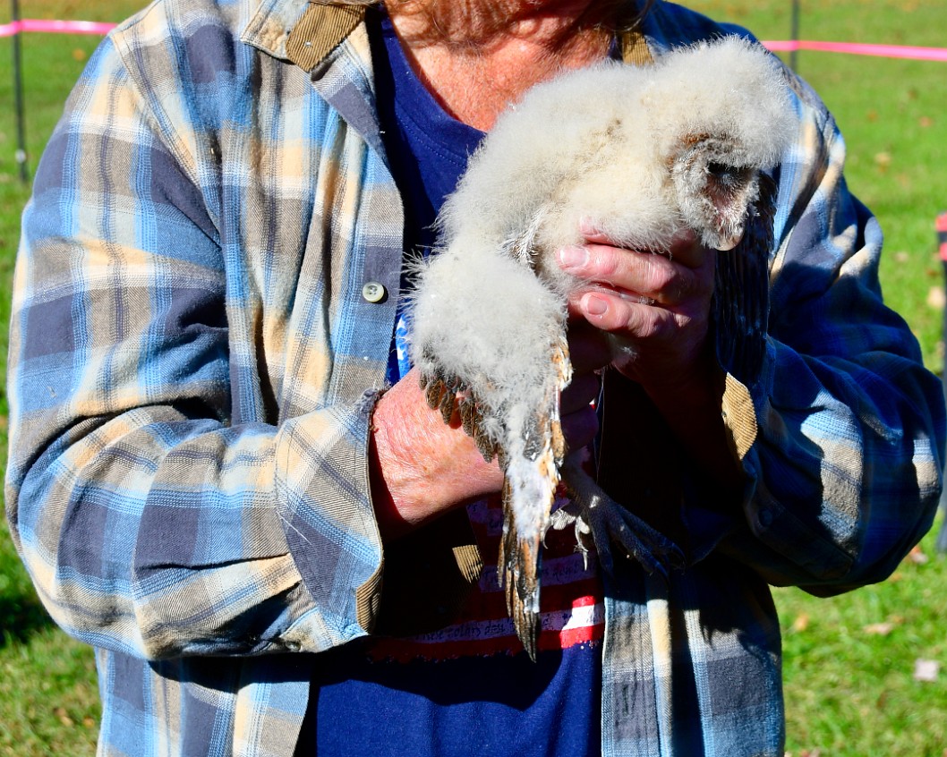 Fuzzy Baby Barn Owl 1