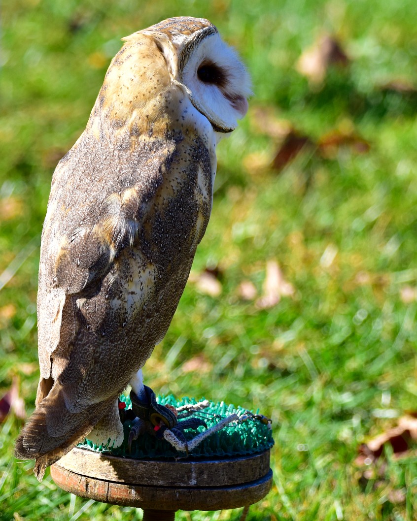 Tall on a Perch