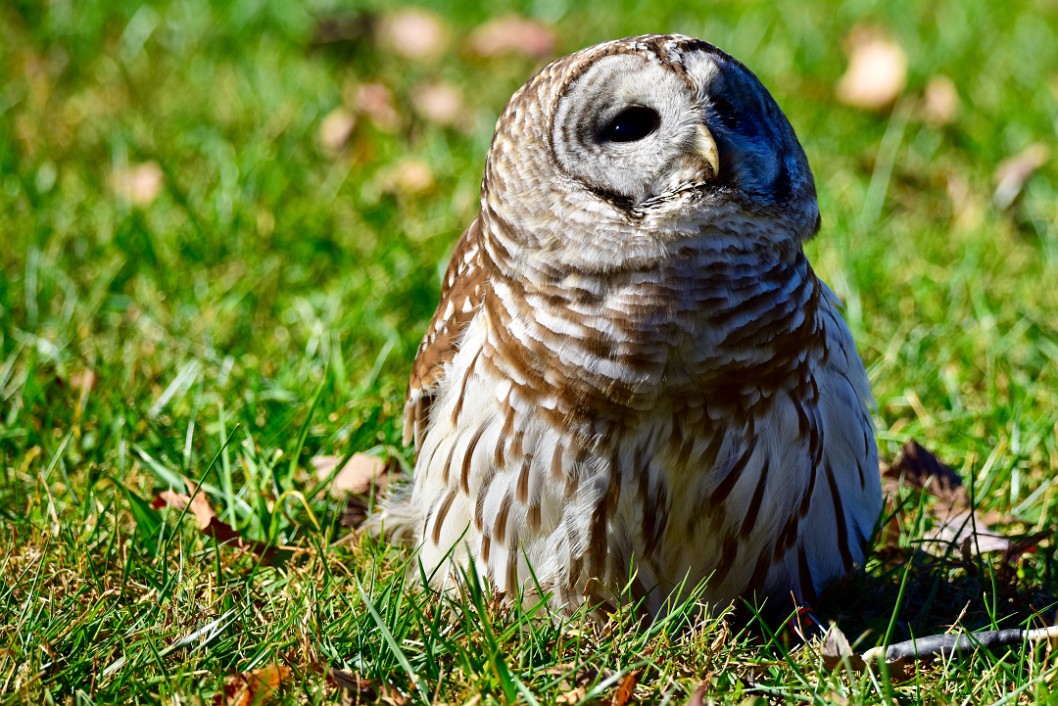 In the Grass Looking Upwards