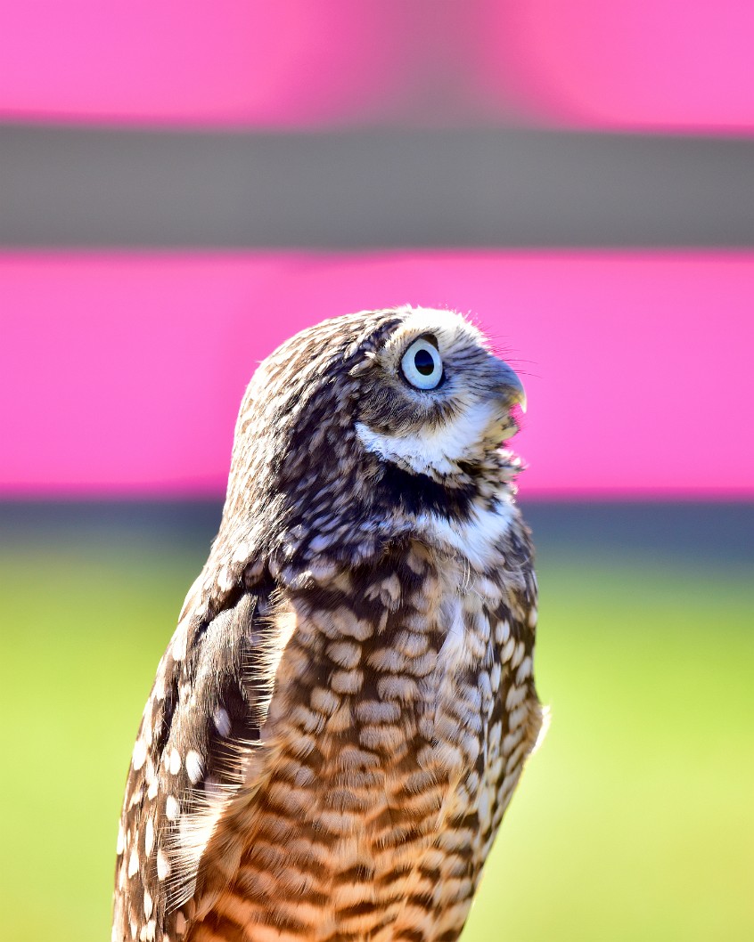 Burrowing owl Look Up 2