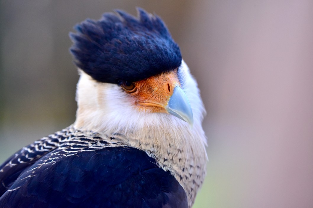 That Caracara Head Tilt