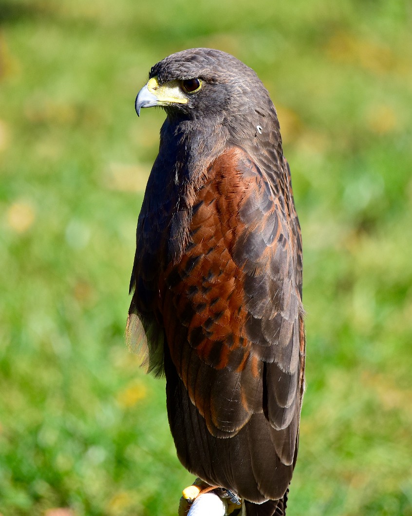 That Hawk Stare