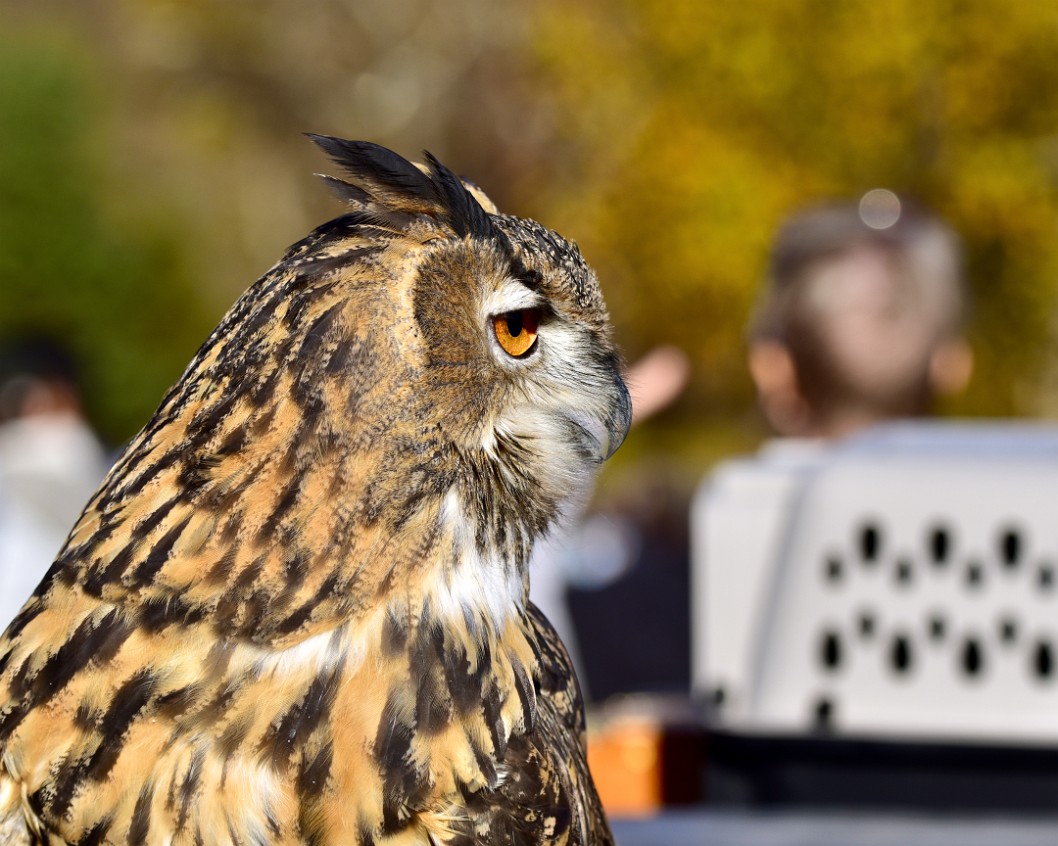 Big Owl Side Profile